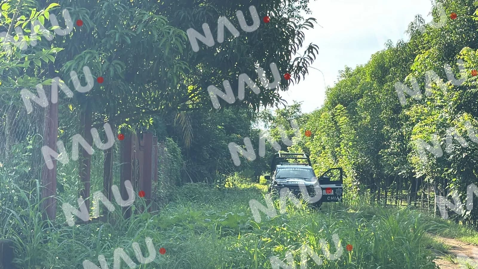 Localizan a hombre de la tercera edad sin vida en ejido Álvaro Obregón, Tapachula