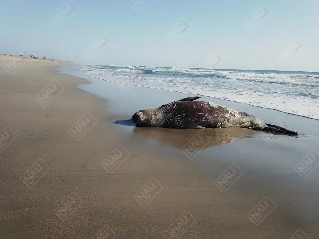 Aparece otro elefante marino en las costas de Chiapas