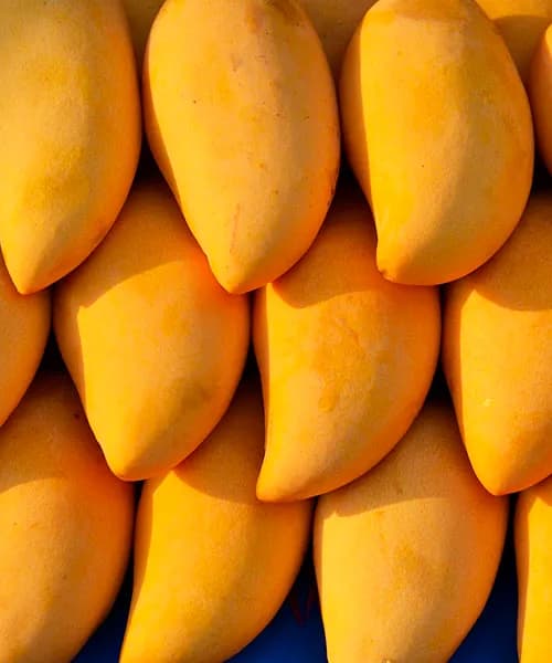 Registran Exportaciones Récord De Mango Ataulfo A Norteamérica Y Europa