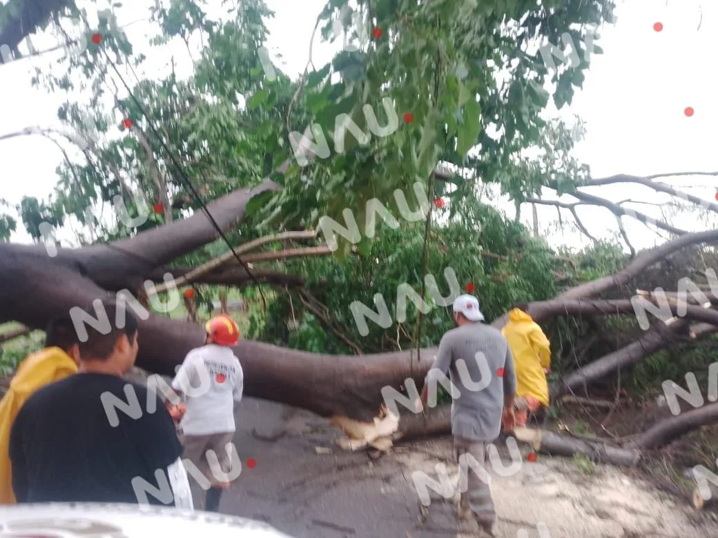 Retiran árbol de Huanacastle para prevenir riesgos en Tapachula