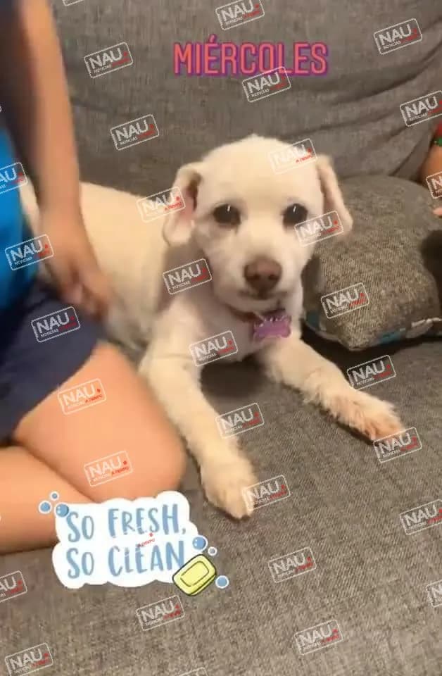 Seis perritos extraviados fueron localizados por sus familias a través de Nau Noticias.