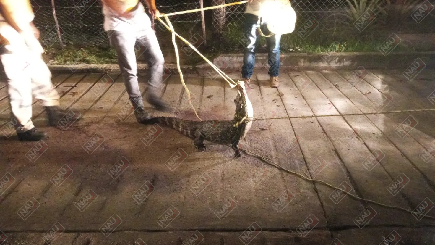 Capturan cocodrilo que acechaba a las personas en el Barrio el Embarcadero de Mapastepec