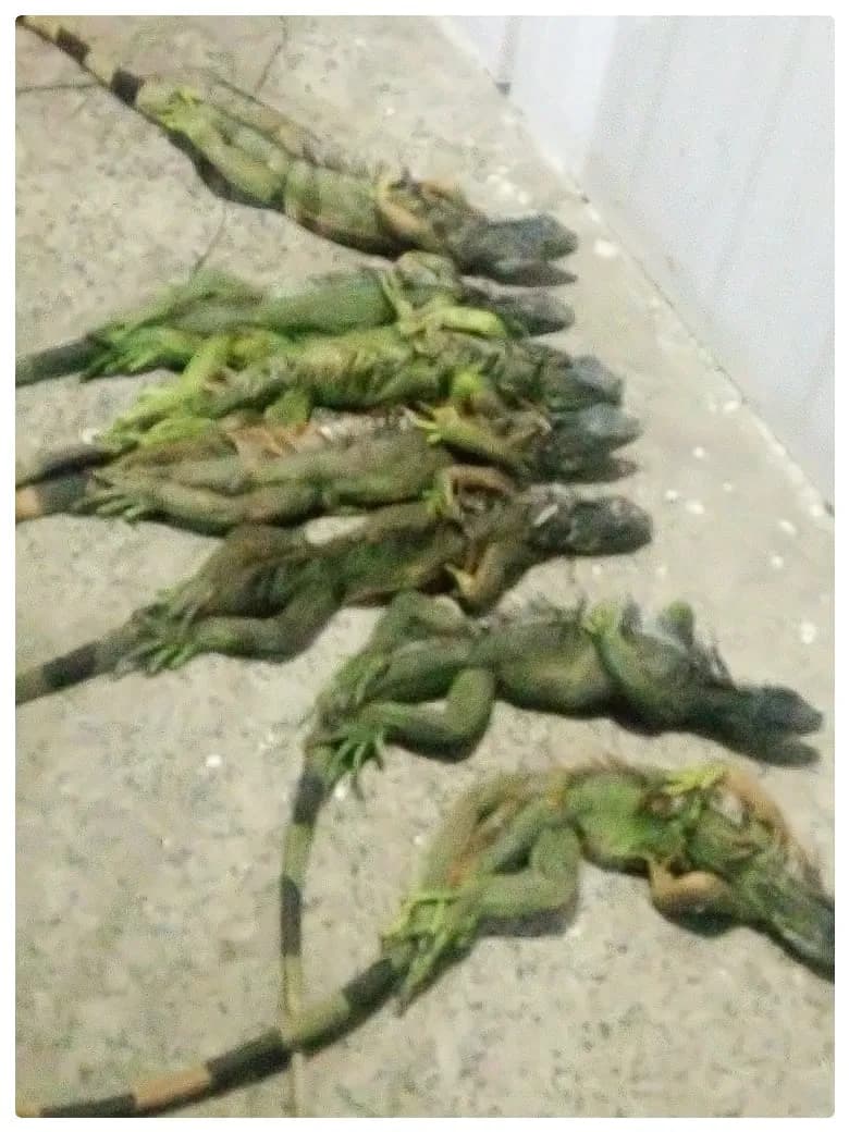 Rescata FGR 110 iguanas a bordo de autobús comercial y detiene una persona