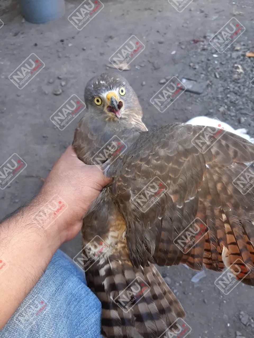 Rescatan un gavilán en la colonia Palmeiras