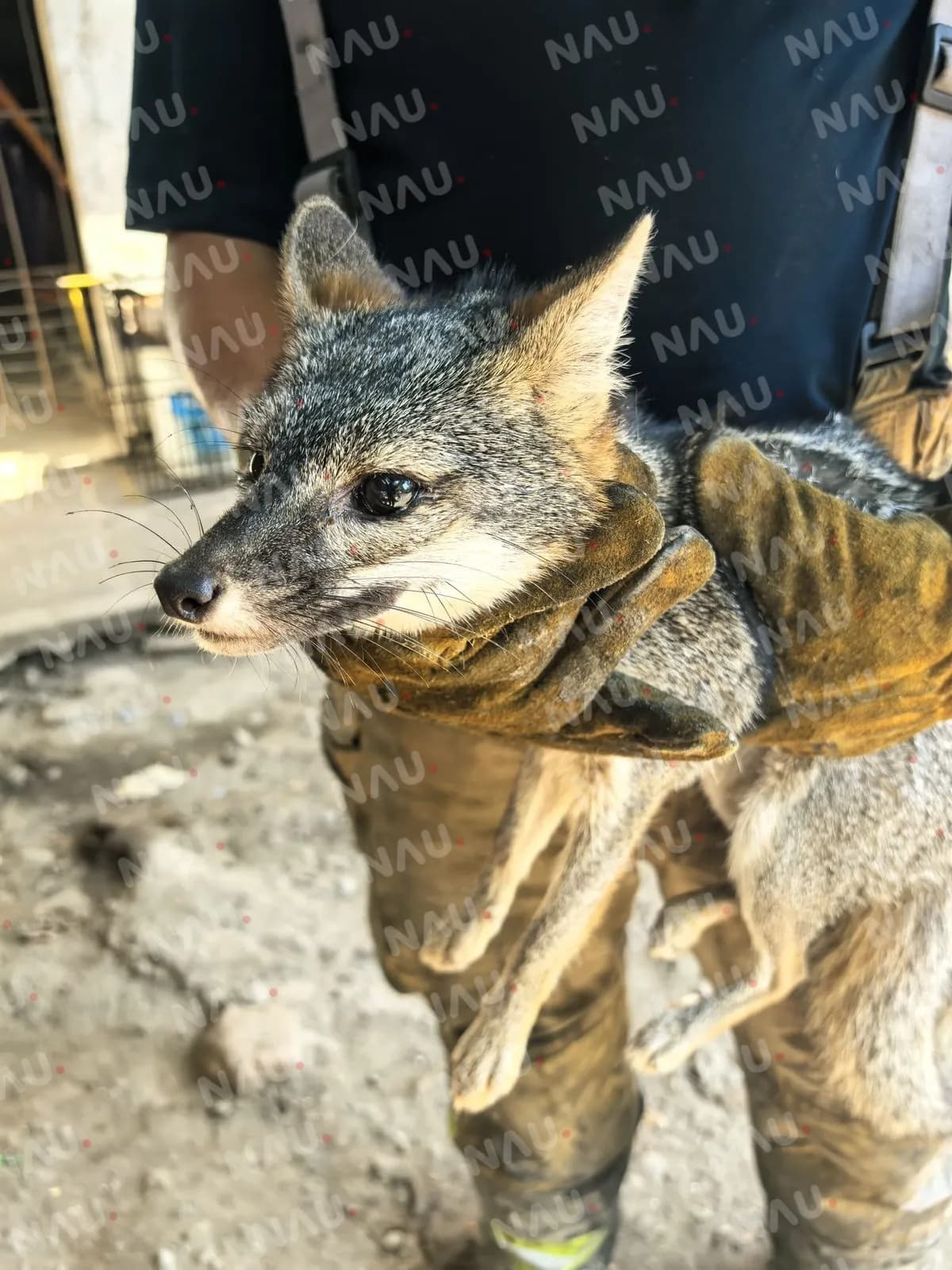 Incendios en Tapachula obligan a zorros y serpientes a buscar refugio en viviendas