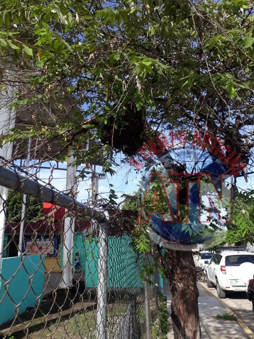 Abejas africanizadas ingresan a una escuela y ponen en riesgo a los estudiantes