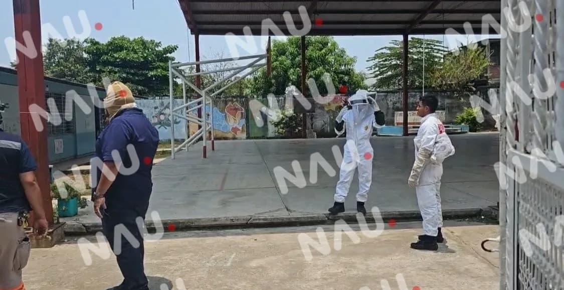30 Niños Sufren Picaduras de Abeja en Escuela de Chiapas