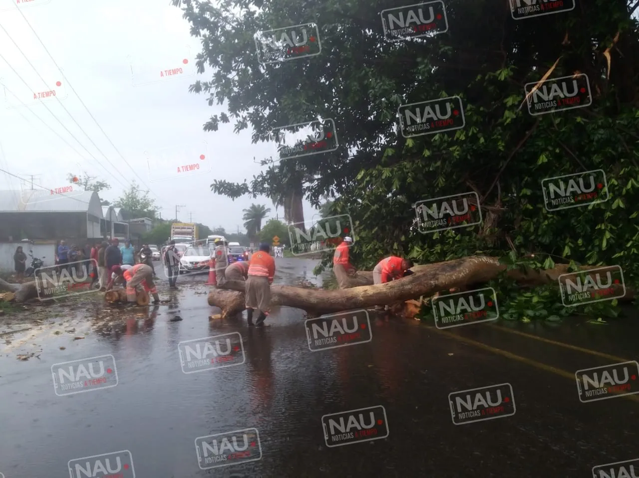 Se desploman dos árboles por fuerte lluvia en Tapachula