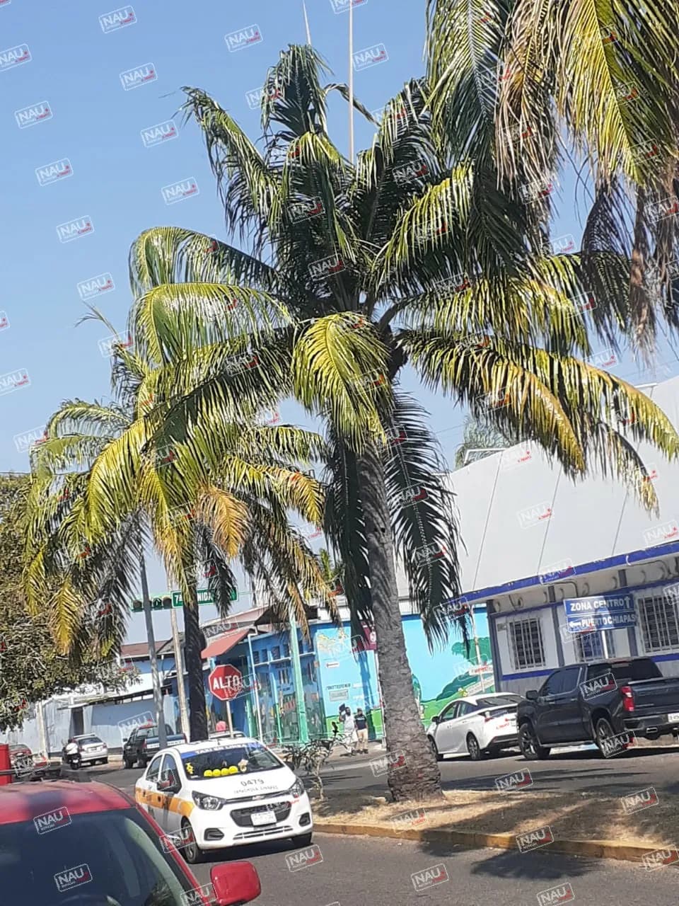 Lámparas de alumbrado público son cubiertas por los arboles en el centro de la ciudad.