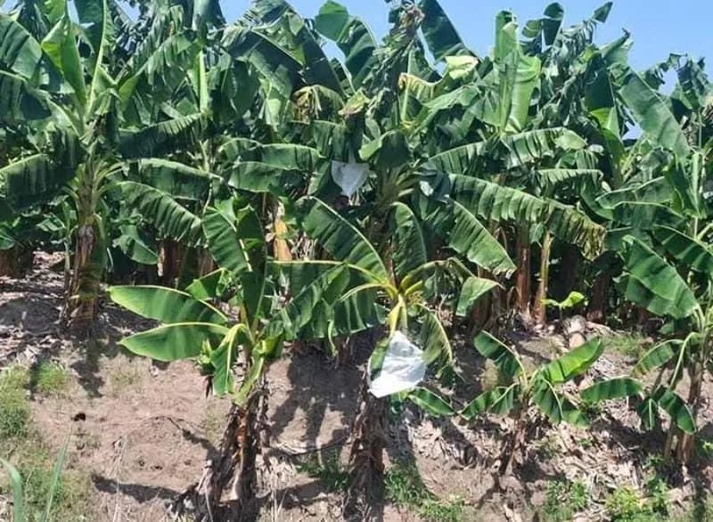 🍌📉 ¡PREOCUPA LA SITUACIÓN DEL PLÁTANO EN EL SOCONUSCO! REPORTAN CAÍDA EN LA PRODUCCIÓN Y LAS VENTAS