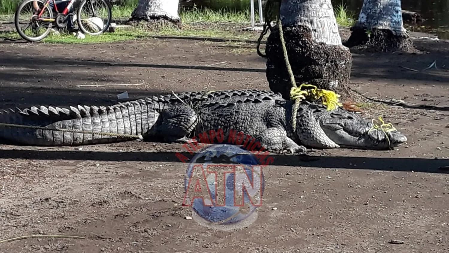 Capturan lagarto en Pijijiapan