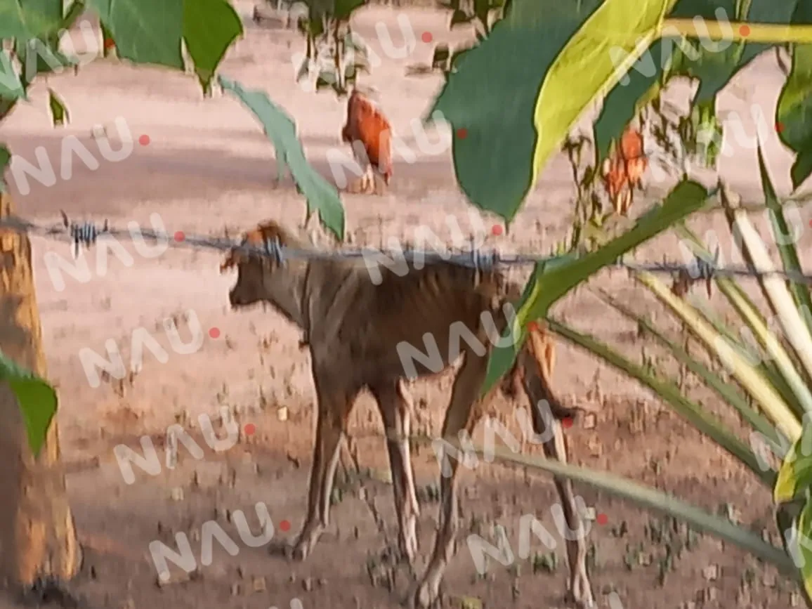 Se hace la denuncia de un perrito que se encuentra en condiciones deplorables.