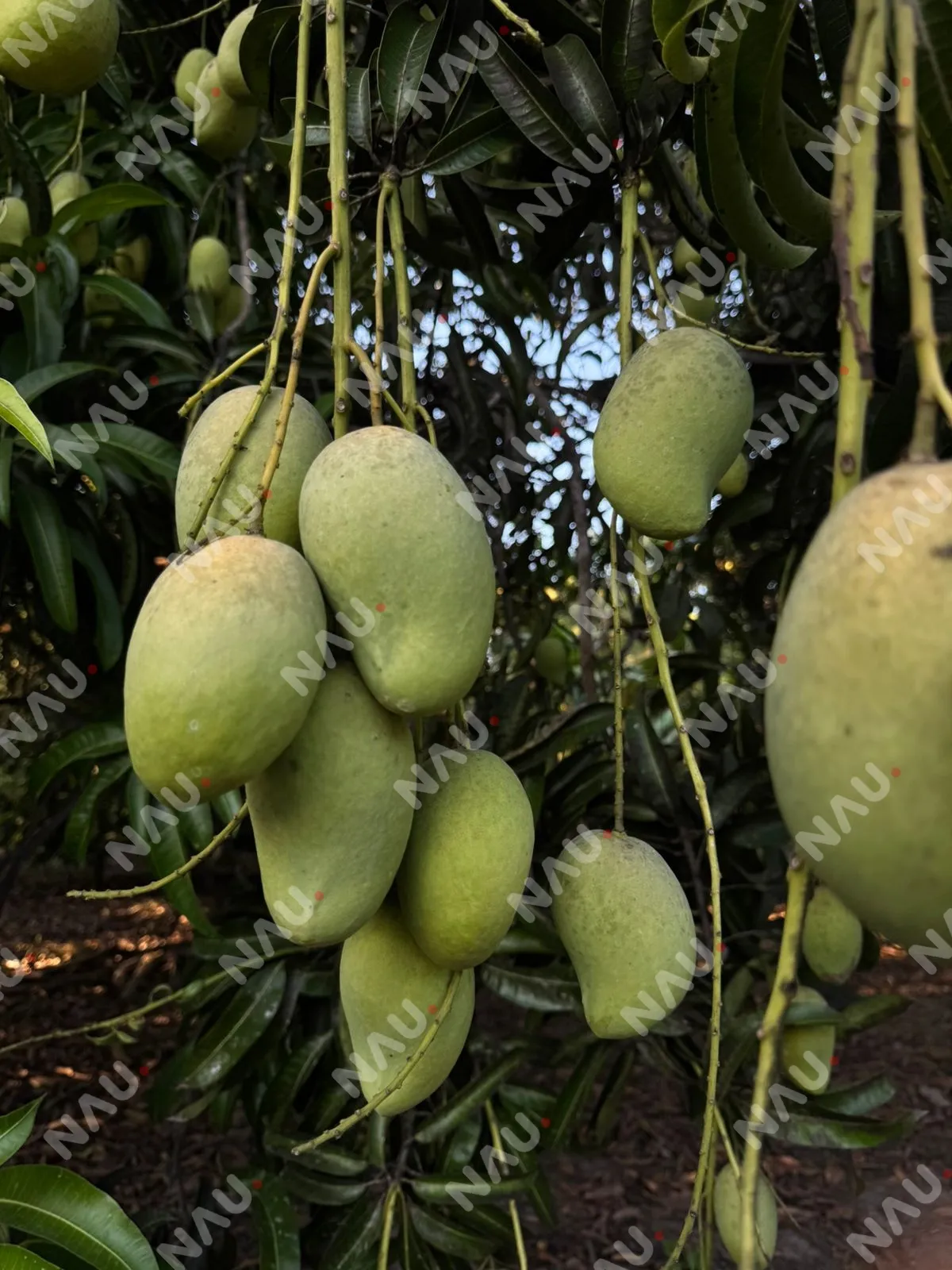 Lluvias atípicas afectan cosecha de mango Ataúlfo y reducen exportaciones en el Soconusco