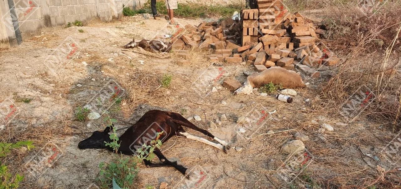 Maloso envenenó 7 borreguitos de dos menores de escasos recursos en Mapastepec
