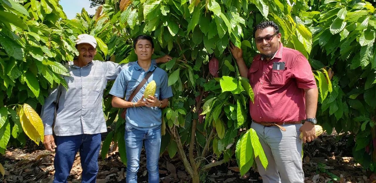 Red Maya De Organizaciones Orgánicas Y Casfa Se Congratulan Por Anuncio De Apoyo A Cacaoteros