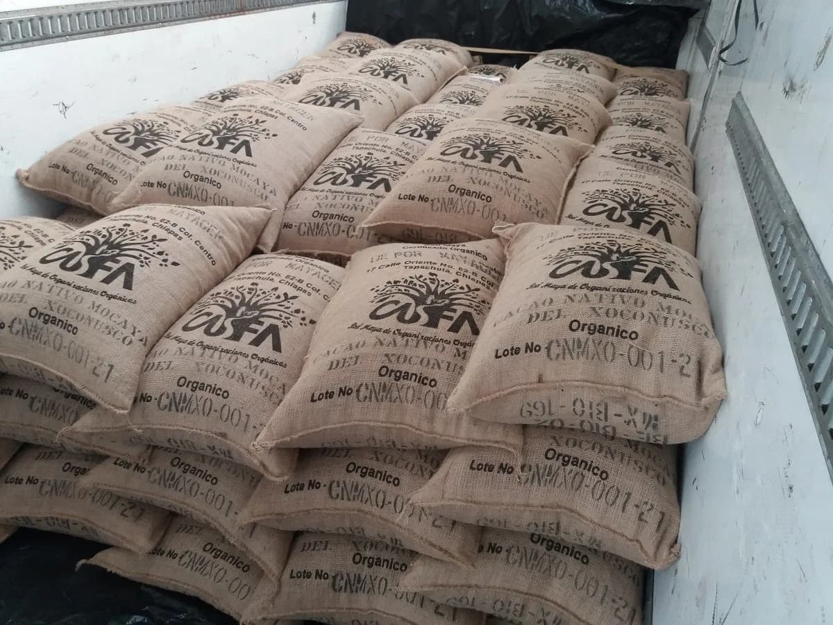 Realizan Primer Embarque De Cacao Orgánico Del Soconusco A Europa