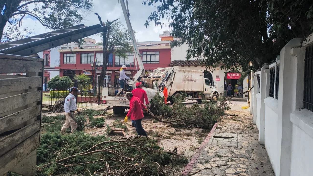 Retiran árbol de alto riesgo en el barrio de Santa Lucía