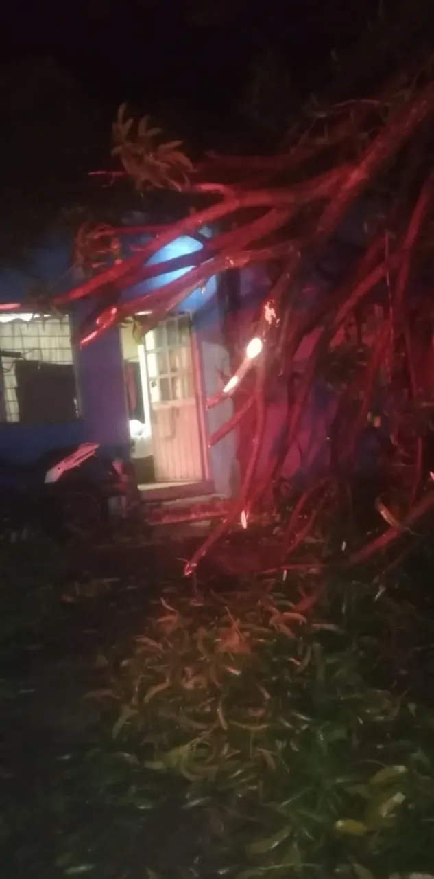SE ATIENDEN INCENDIOS DE PASTIZALES, ENJAMBRE DE ABEJAS Y CAÍDA DE ÁRBOL SOBRE UNA CASA EN TAPACHULA