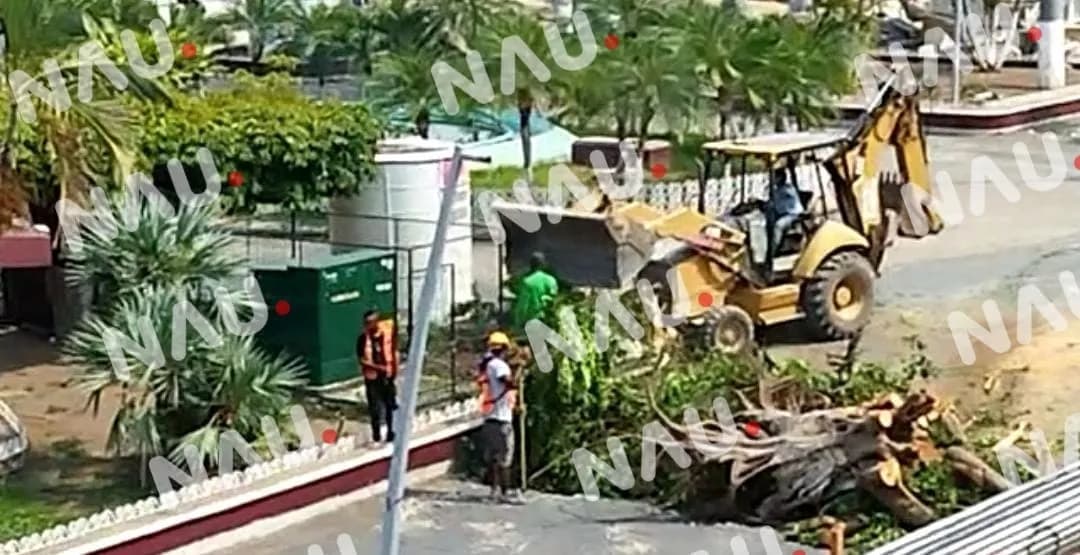 “Vídeo” Concreta Rosi Urbina tala de árboles de más de 60 años de vida