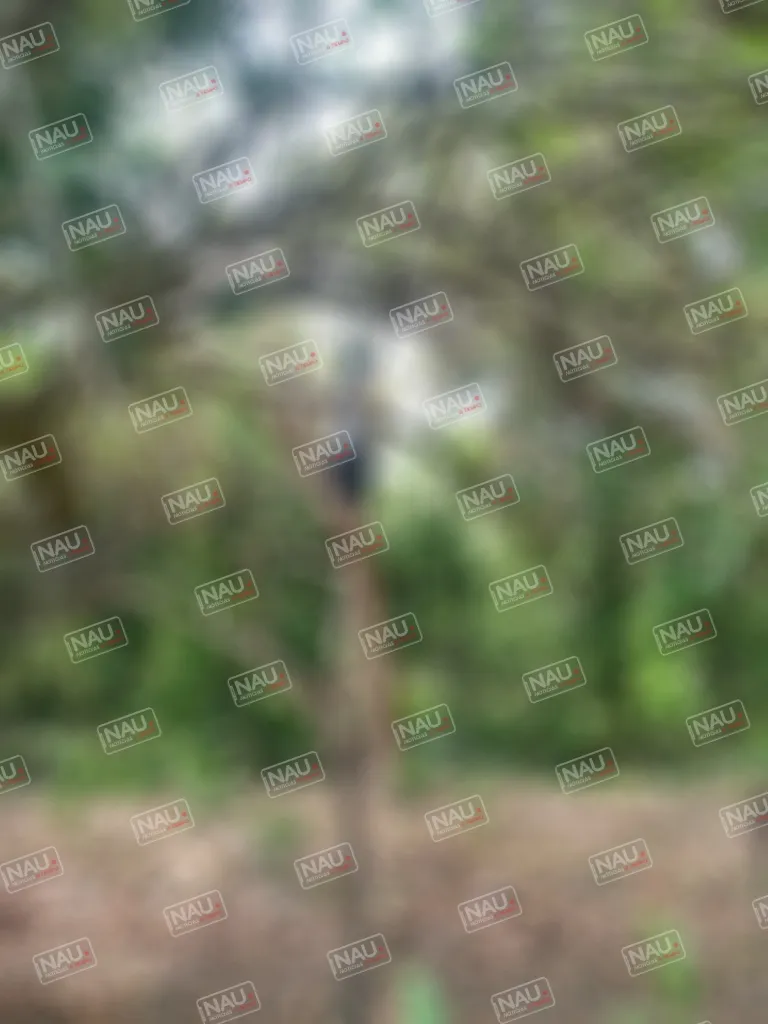 Se ahorcó en un rancho en la zona baja