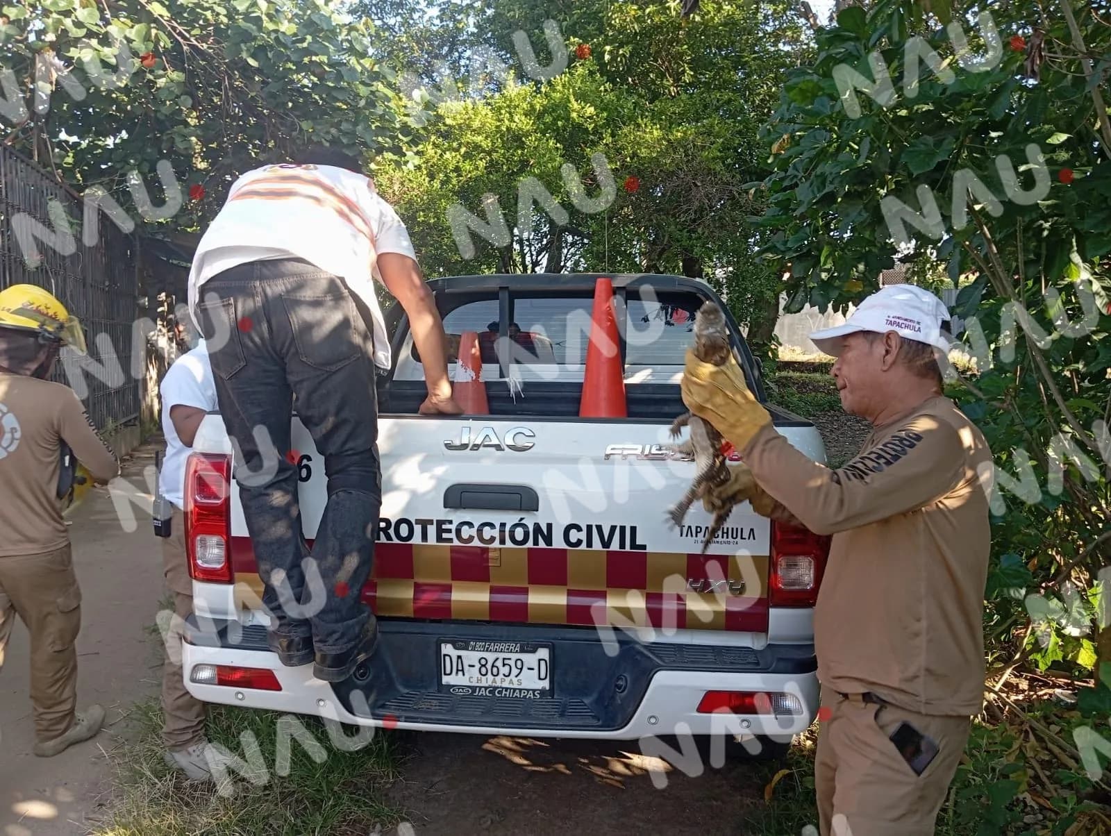 PC Captura un lagarto en colonia Vida Mejor
