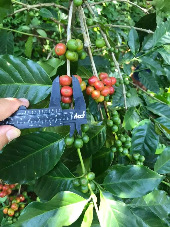 Más Productores De La Región Se Suman Al Modelo De Producción Agroecológico Y Orgánico
