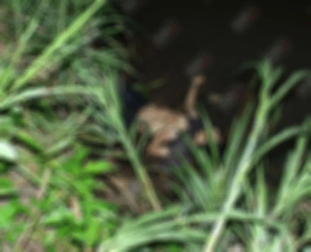 Asesinan a balazos a un salvadoreño