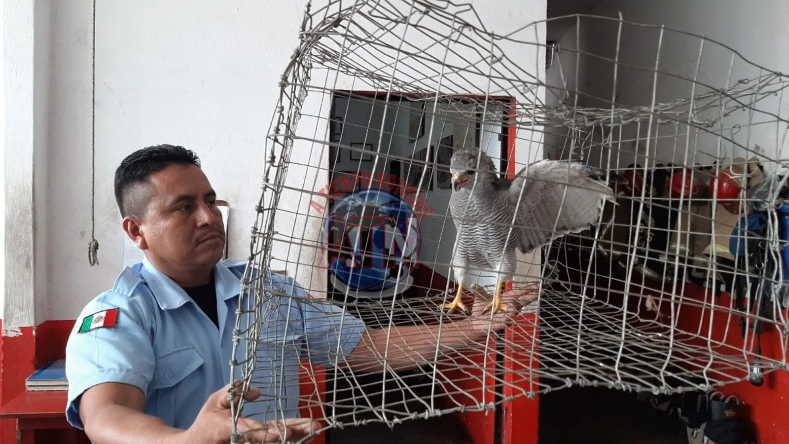 Liberan gavilán en su habitad