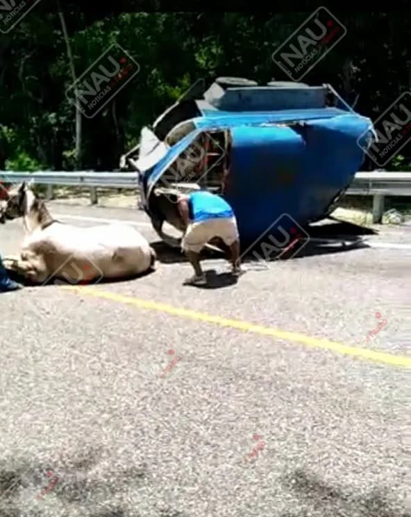 Se desprende caja donde jalaban dos caballos pura sangre