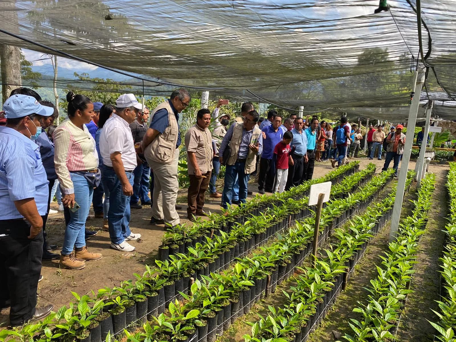 Evalúan Trabajos En Huixtla, De 3ª. Jornada Nacional De Siembra