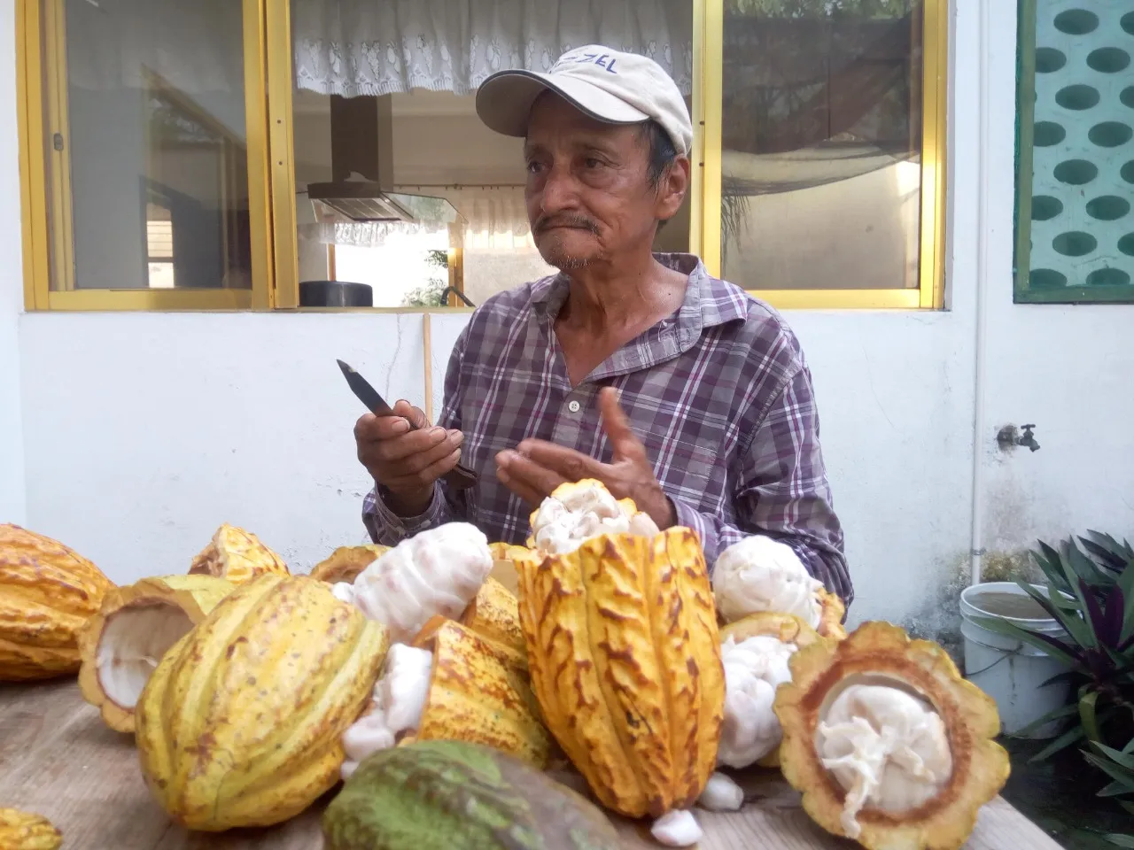 Consumo De Cacao En México Y El Mundo Está Degradado