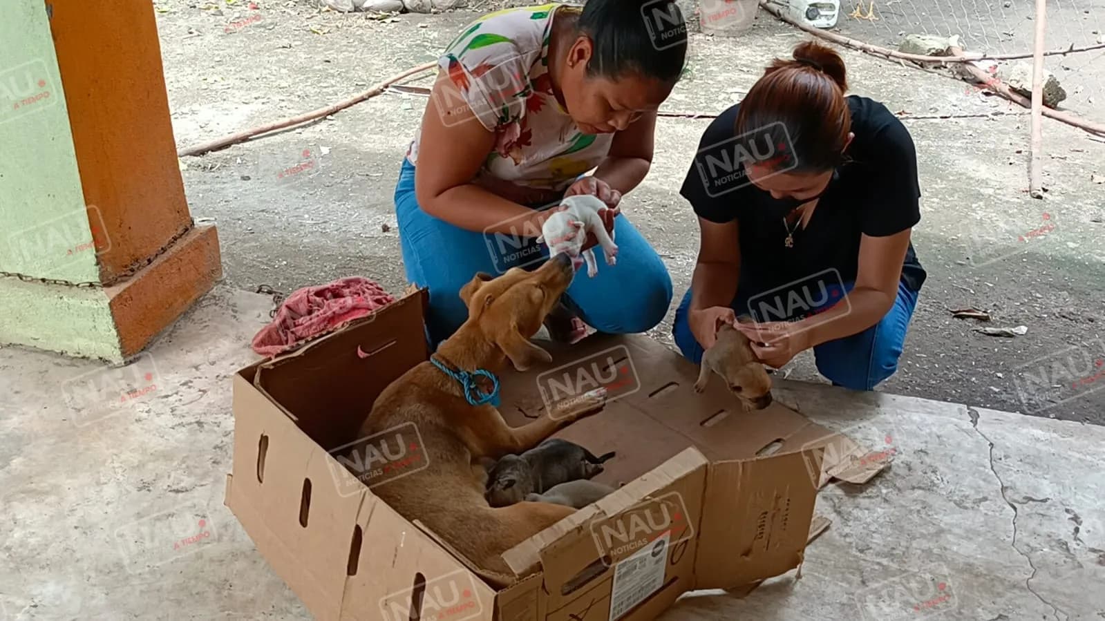 Ángeles con patitas participará en el bazar y exposición para recaudar apoyos