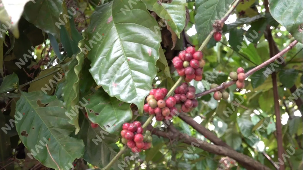Crisis cafetalera en Chiapas amenaza la supervivencia de pequeños productores