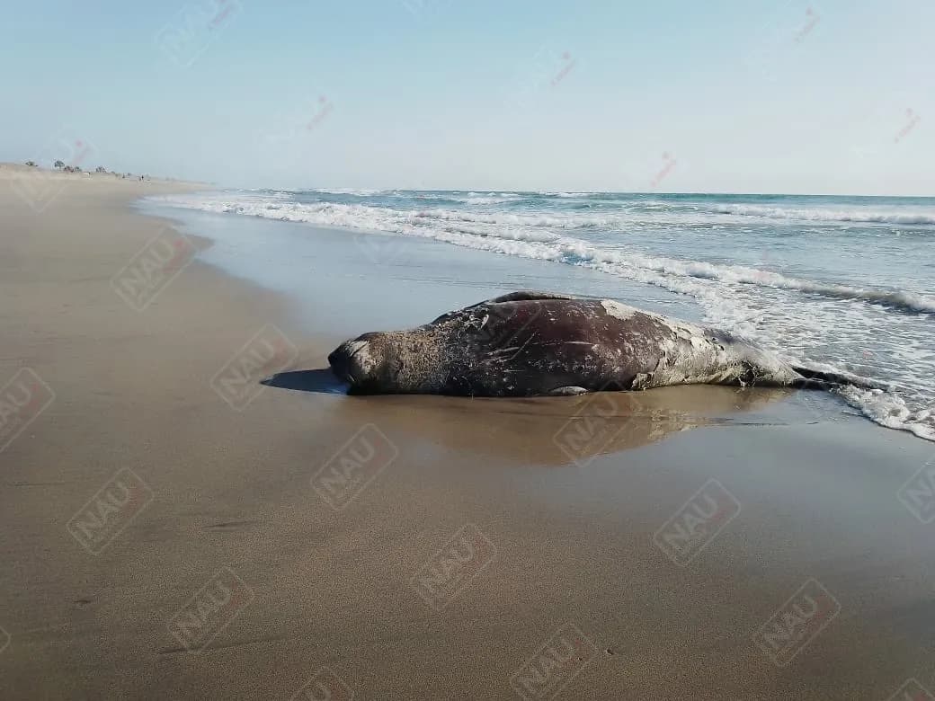 Avistamientos a elefante Marino es poco común en México