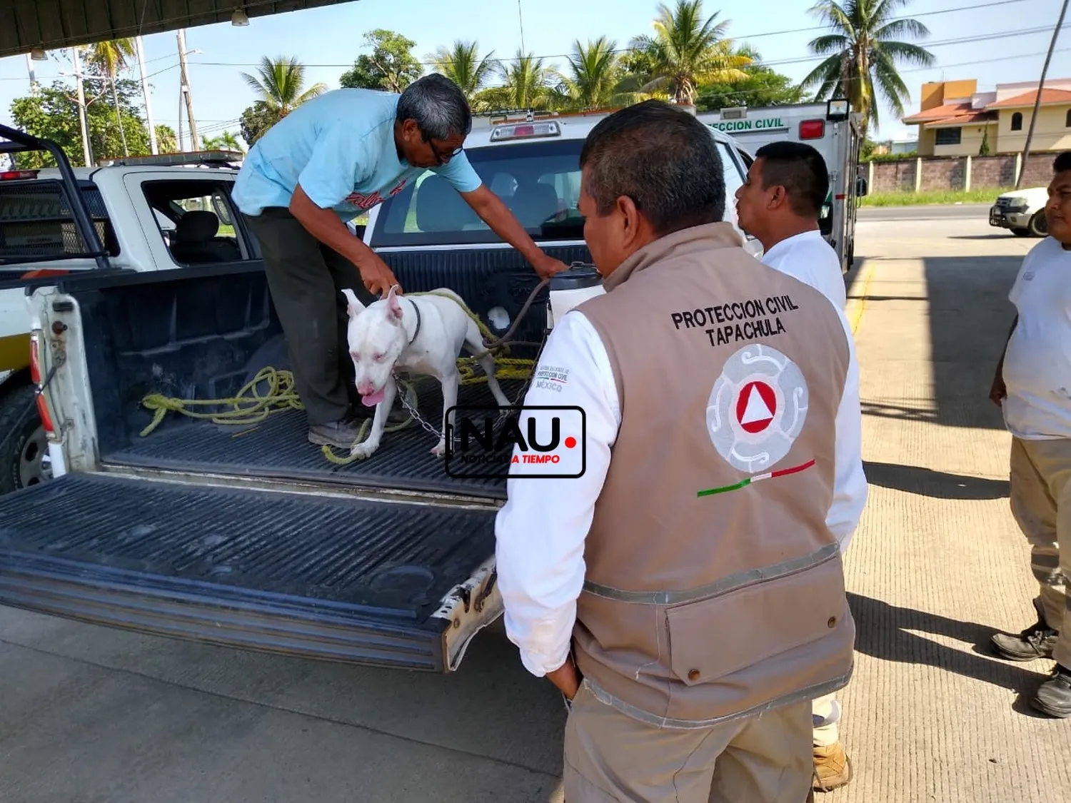 Un perro pitbull americano atacó a una familia en el Infonavit Xochimilco