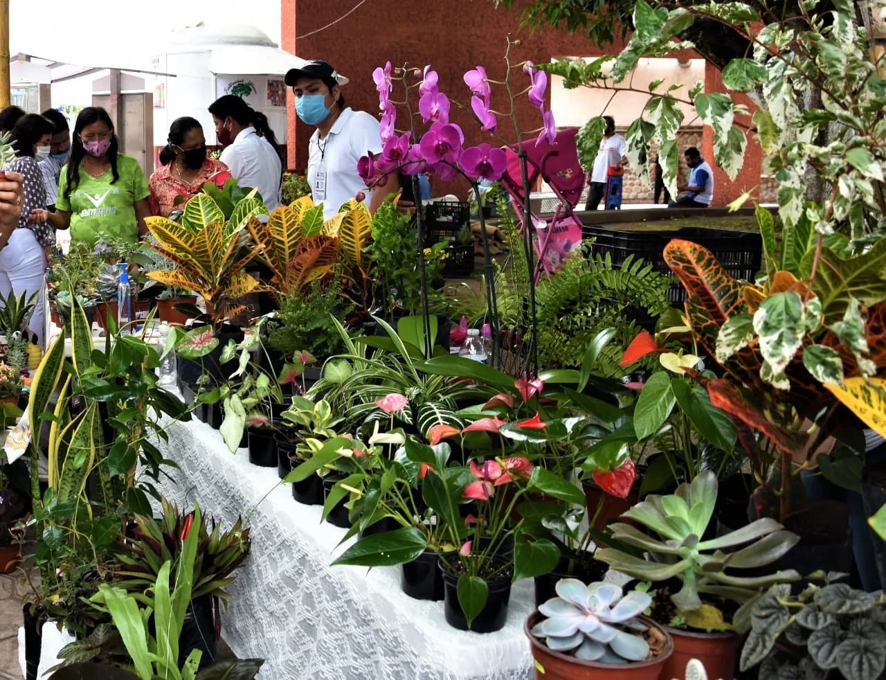 Ayuntamiento De Tapachula Invita A Exposición De Plantas Ornamentales Y Medicinales