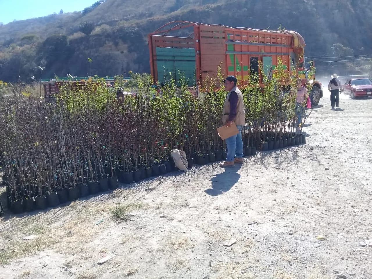 Llegan A La Sierra 220 Mil Plantas Frutales De Clima Frío Templado