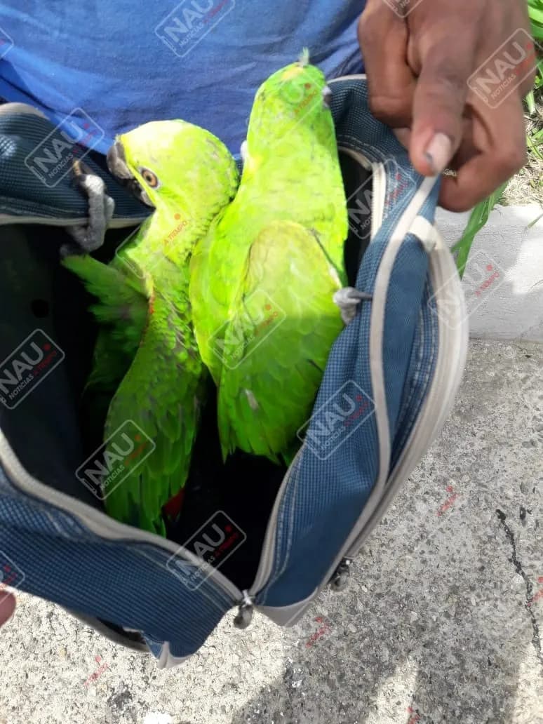 Detienen a dos personas que transportaban 2 ejemplares de aves silvestres en peligro de extinción