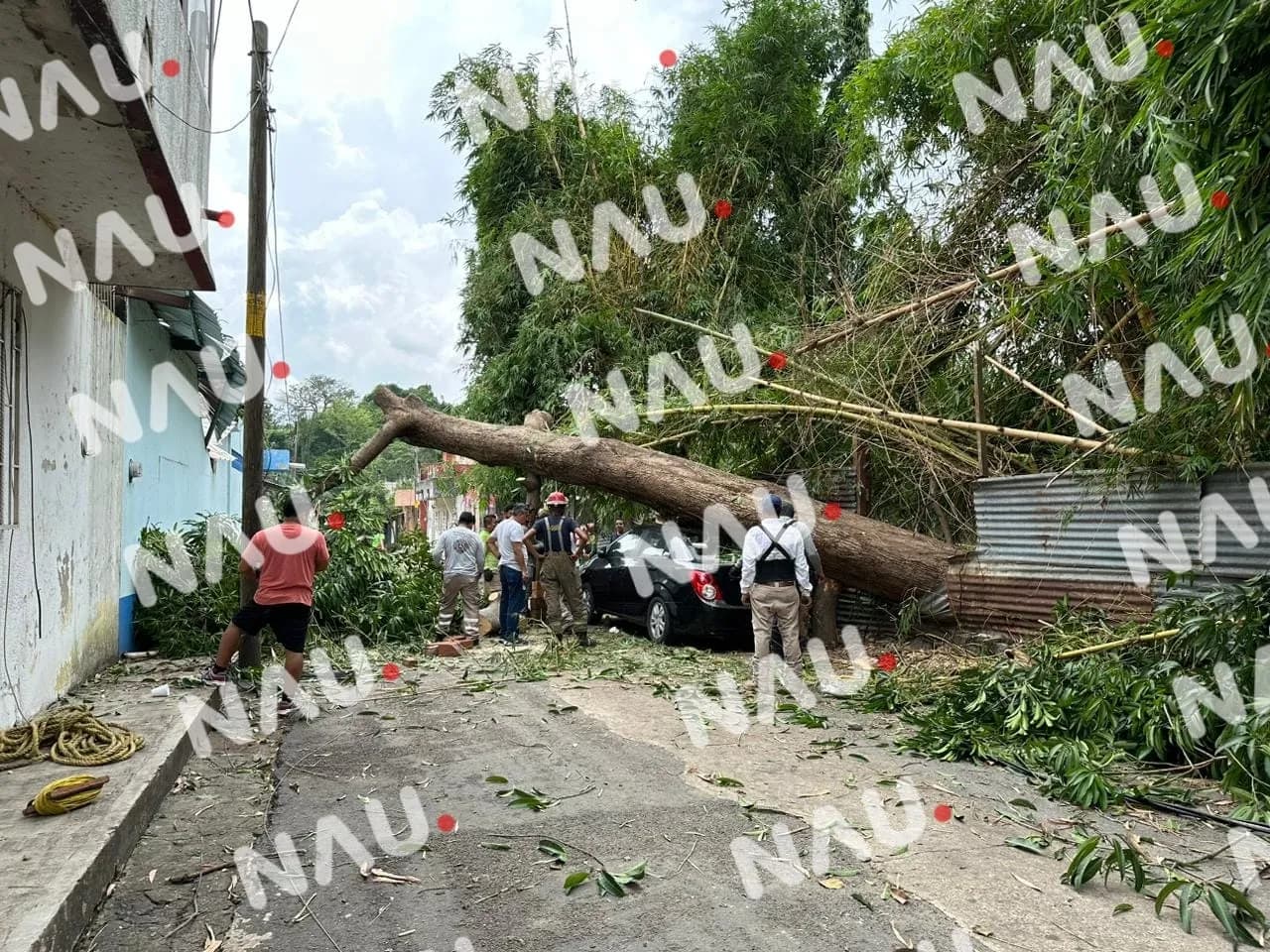 Árbol caído obstruye el paso y deja sin luz a vecinos en 16 Privada Sur, Tapachula