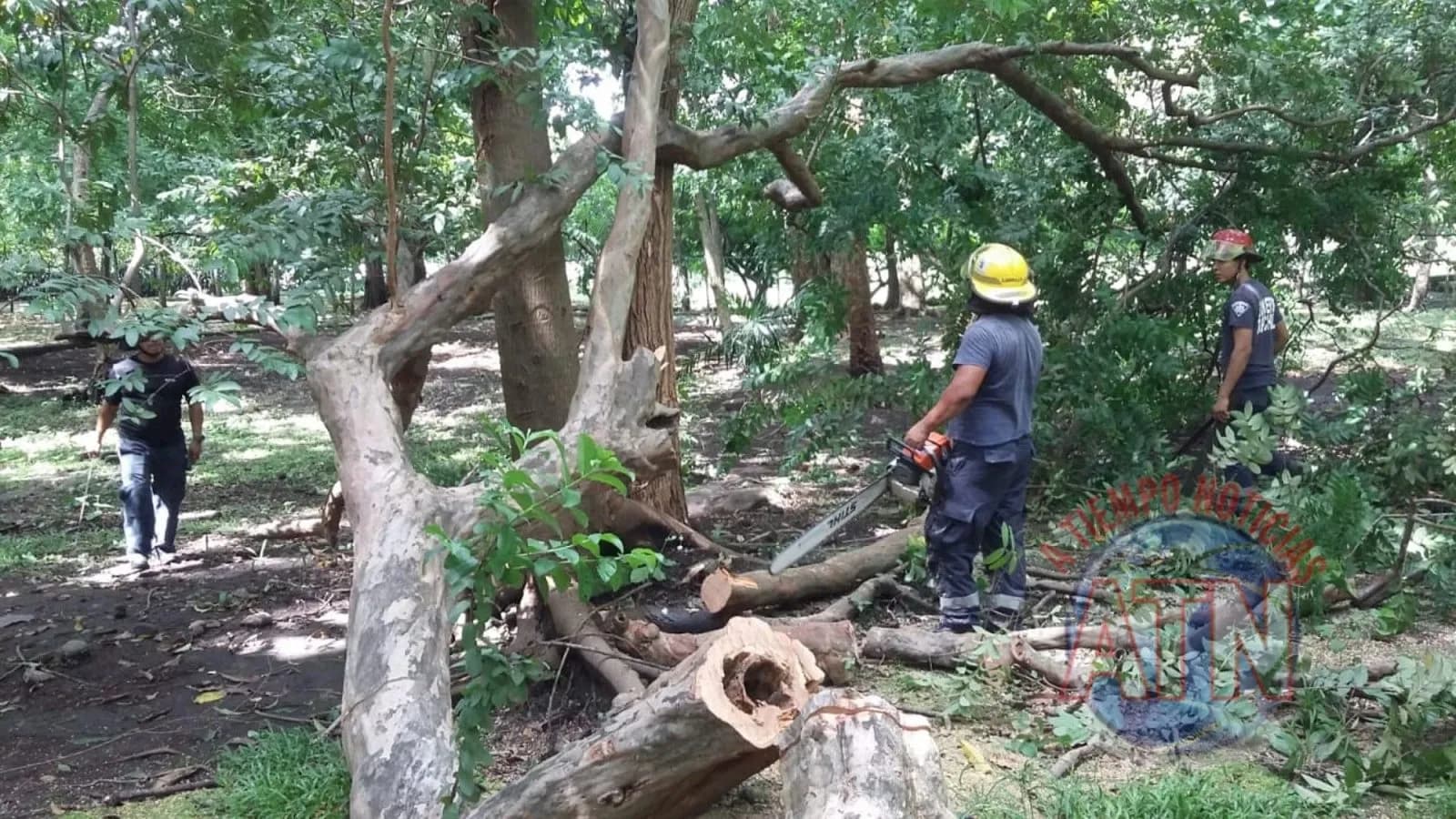 Bomberos y PC retiran árboles caídos por fuertes lluvias del pasado domingo