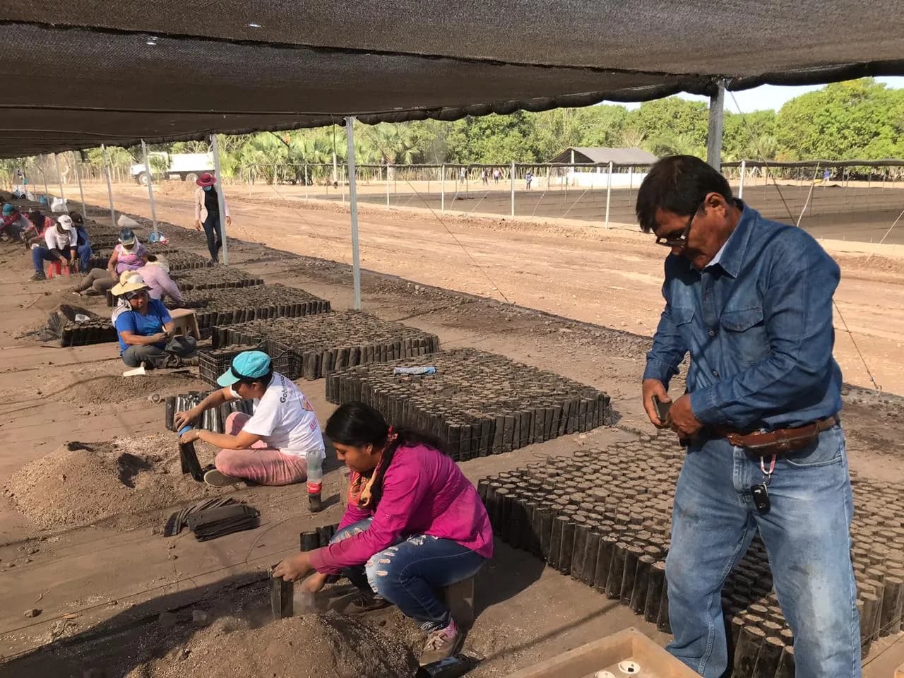 COMIENZA INSTALACIÓN DE MÓDULOS PRODUCTORES DE PLANTAS FORESTALES