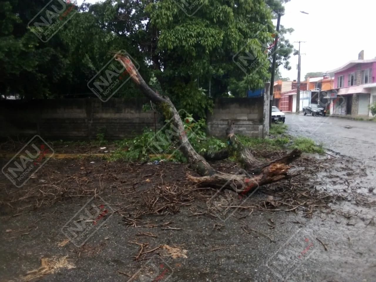 Bomberos de Tapachula retiran 4 árboles caídos en diferentes colonias
