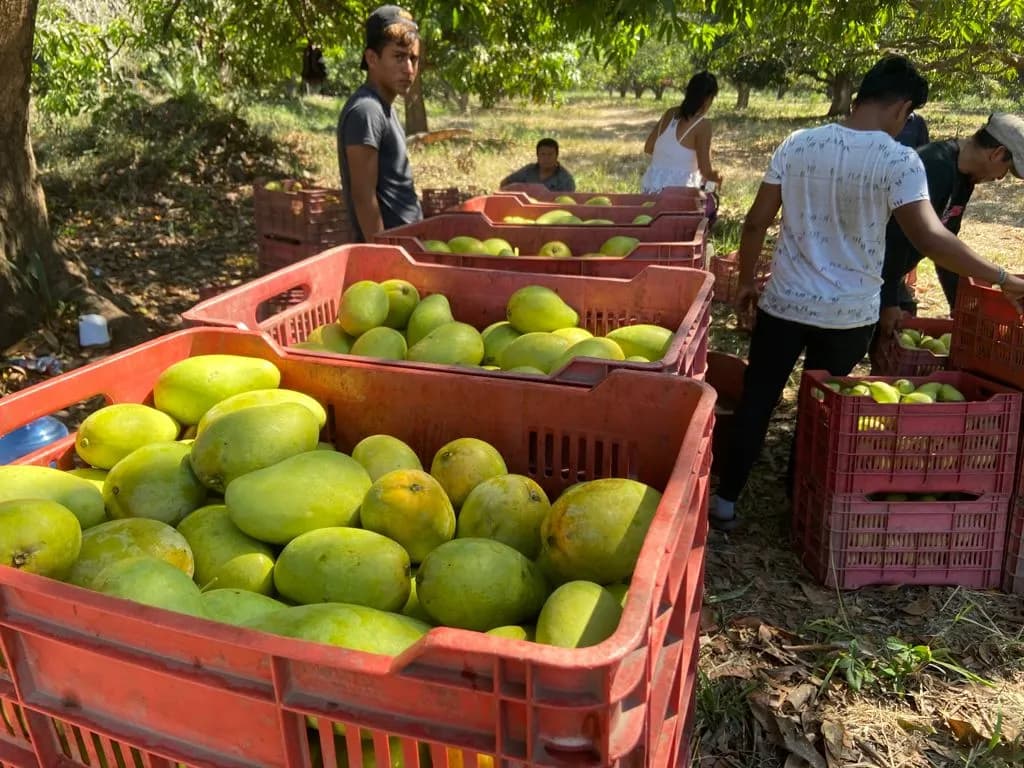 Impulsan Cultivo De Mango Orgánico Ataulfo En El Soconusco