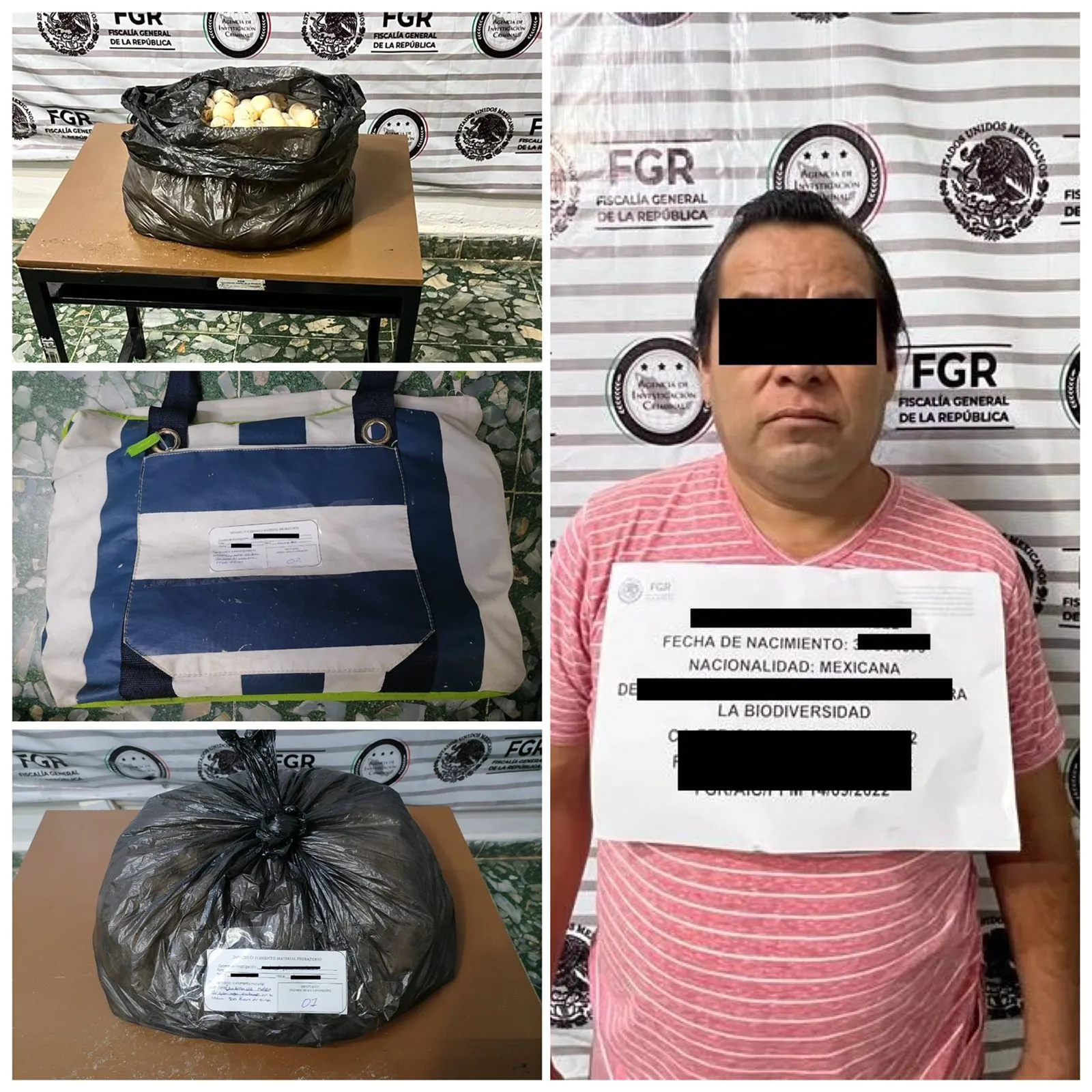ASEGURA LA PFM UNA PERSONA EN POSESIÓN DE 300 HUEVOS DE TORTUGA
