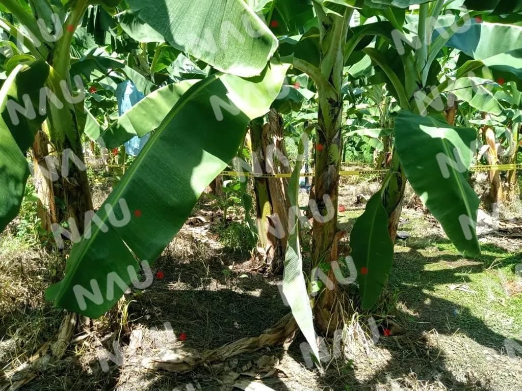 Lo amarraron de pies y manos, después lo mataron con un machete