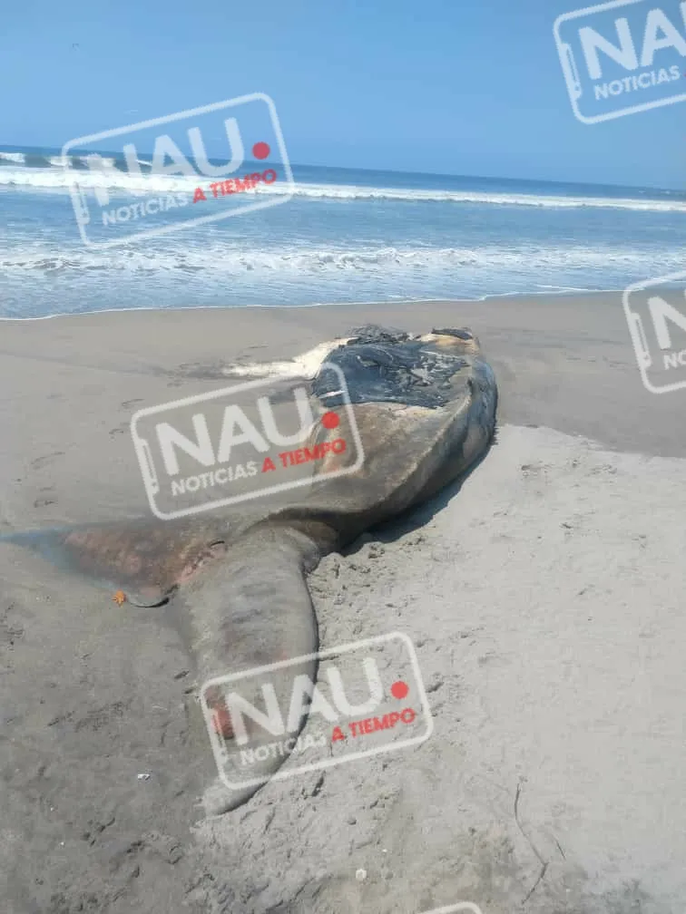 Localizan ballena en estado de descomposición.