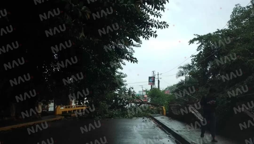 Retira PC rama de árbol que cayó en la central oriente, frente a la 35 zona militar