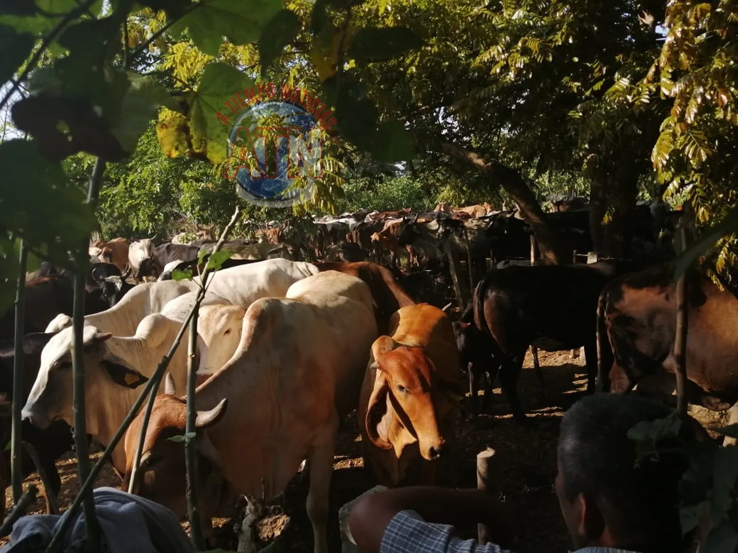 Asegura Fiscalía 341 semovientes en la región Costa de Chiapas