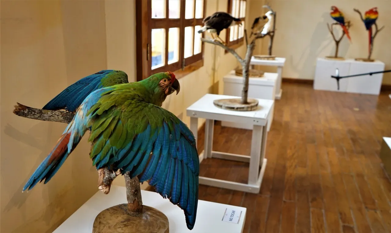 EN INSTALACIONES DEL MUTAP, INAUGURA AYUNTAMIENTO EXPOSICIÓN “EL ORIGEN DE LAS AVES”