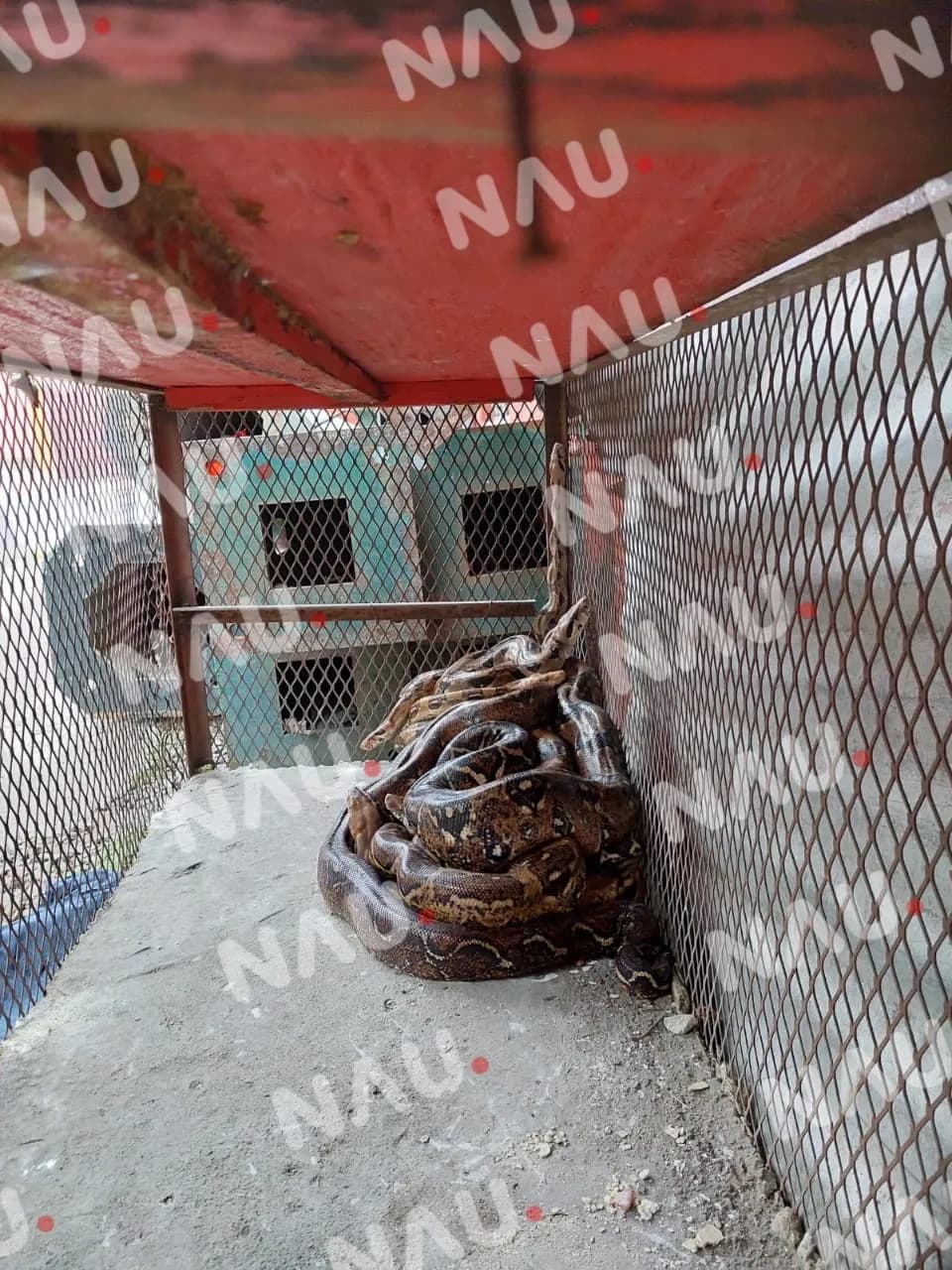 Capturan 10 reptiles en diferentes puntos de la ciudad de Tapachula